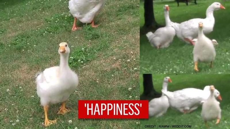 Sam the gosling runs to greet his owner, video is melting hearts I watch