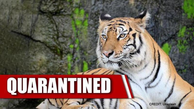 Tiger straying in human habitats quarantined at Bhopal's Van Vihar National Park