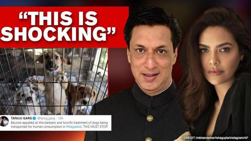 Esha Gupta fumes at cruelty at dogs in TN; others angry on alleged transportation for meat