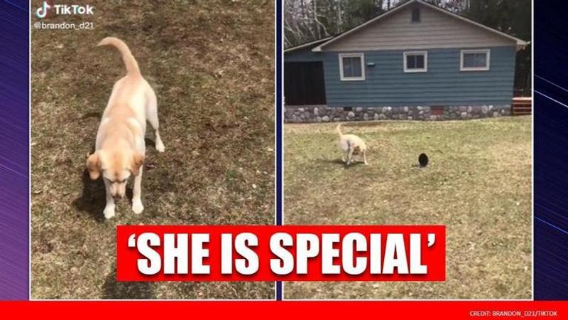 Joyful dog tries to catch shadow instead of frisbee, netizens relate