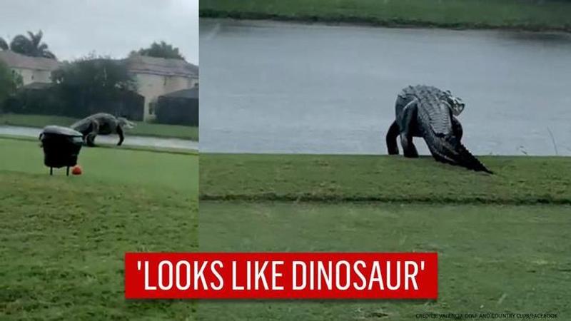 Colossal alligator spotted prowling in Florida, netizens name it 'crocasaurus'