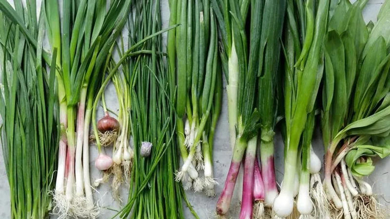 spring onion