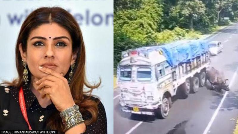 Raveena Tandon, Rhino-truck collision