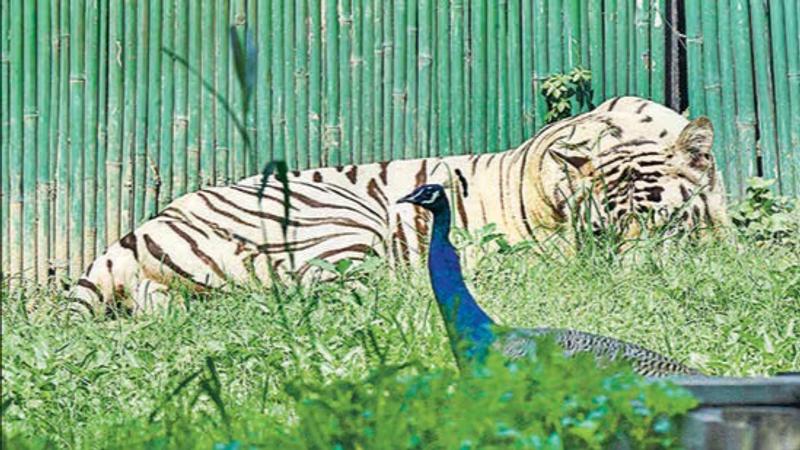 Delhi Zoo to add advance ticket booking option 