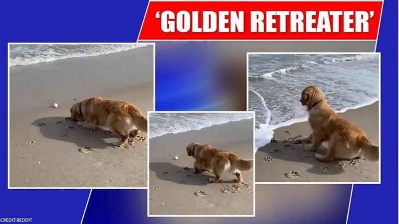 Dog tries to rescue toy from drowning in sea, gives netizens an“aww” moment. Watch