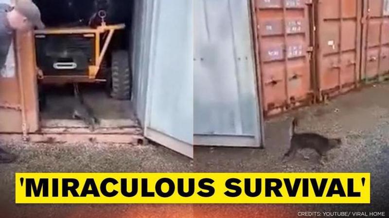 Cat trapped in shipping container survives by eating spiders, licking condensed water