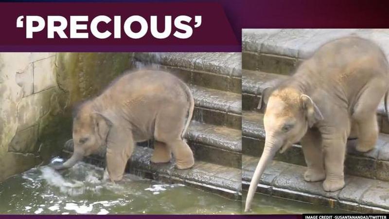 Baby elephant takes 'calculated steps' before a bath. Watch.