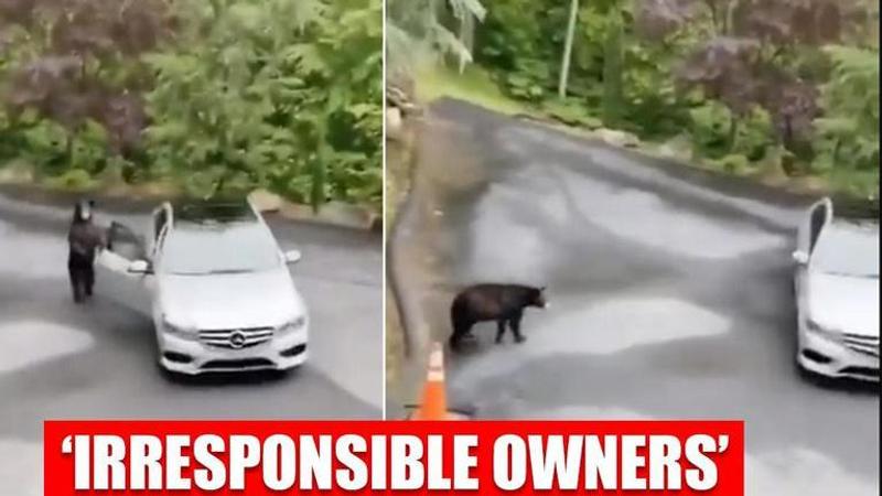 Bear scared away after it opens a door of Mercedez car. Watch