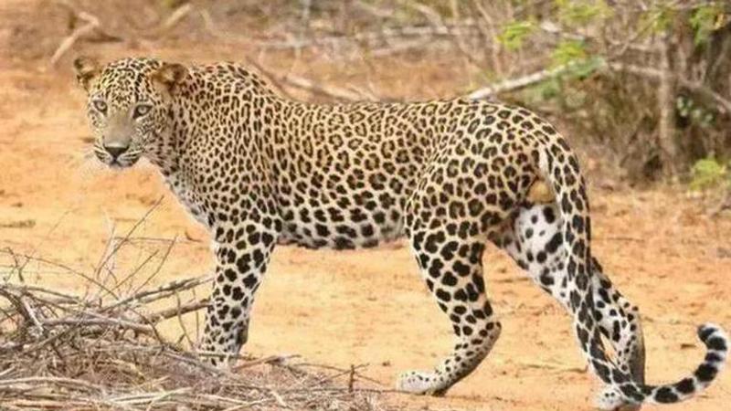 UP: Leopard attack injures two