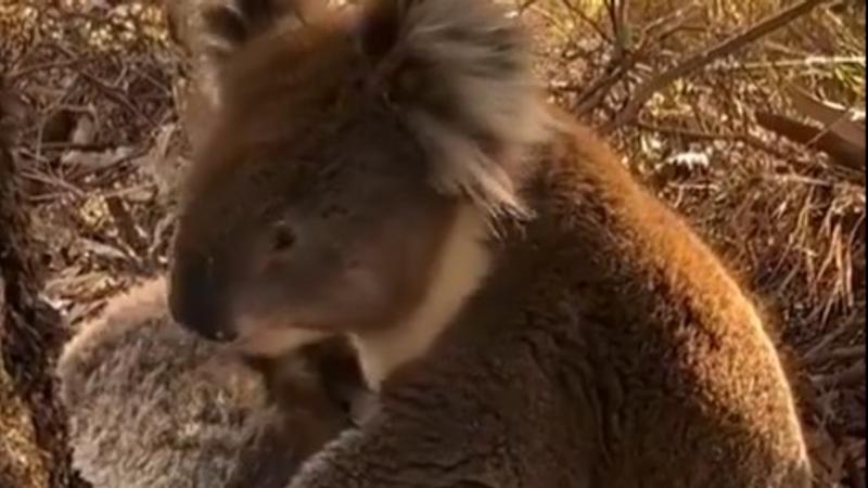 Viral video of male Koala mourning for her female Koala