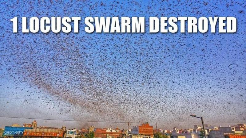 Locusts