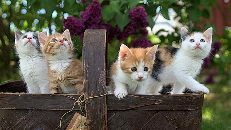 cats in square room