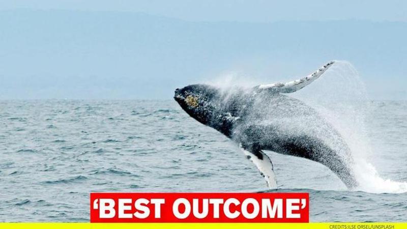 Humpback whale returns to ocean after spending days in crocodile infested waters