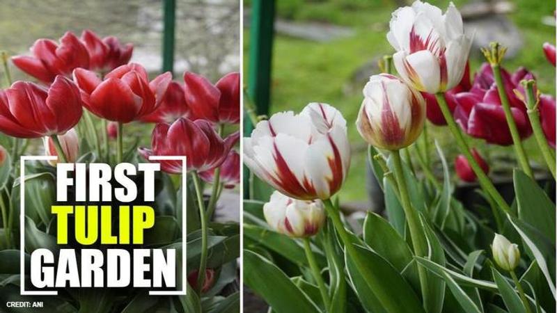 Tulip garden