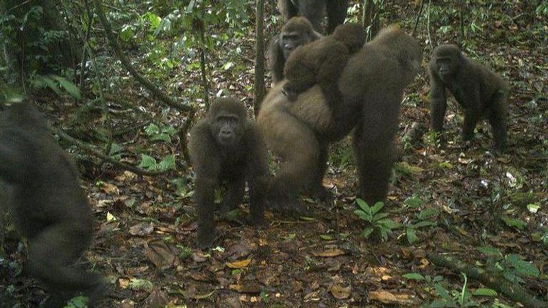 Rare sub-species of gorilla thought to be extinct spotted in Nigeria