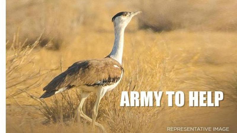 Great Indian Bustard