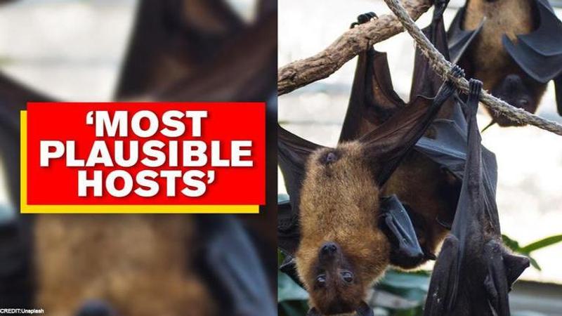 study finds coronavirus pathogen circulated in bats for decades