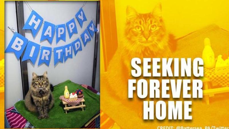 Cat seeks new home after no one showed up at her birthday party