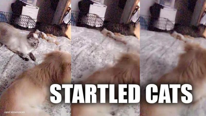 'Cat whisperer's' opinions behind this cat getting startled, watch now