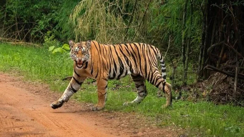 Top 5 Tiger safaris in India to visit during winters