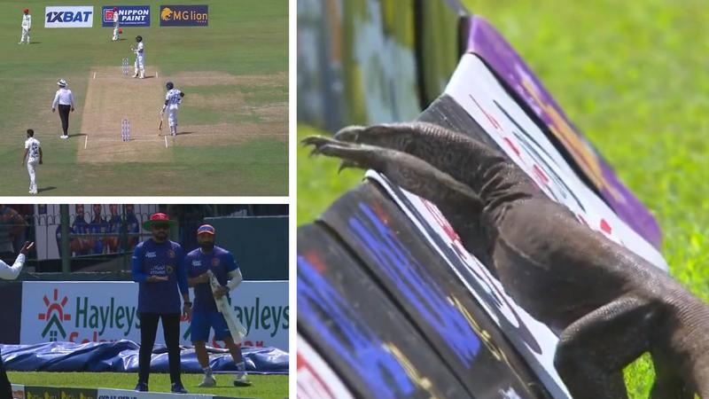 A Monitor lizard enters SL vs AFG Test match