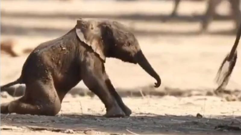 Cute video of a newborn elephant taking its first step goes viral