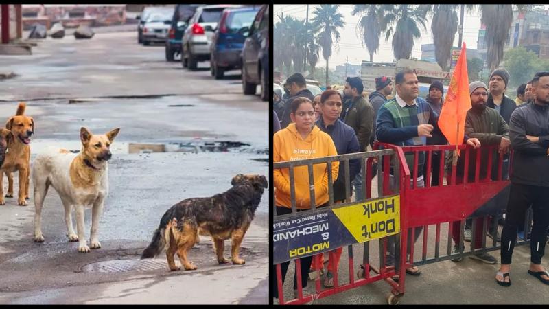 Street Dog Issues in Noida's Gaur City 2 Lead to Main Road Blockade