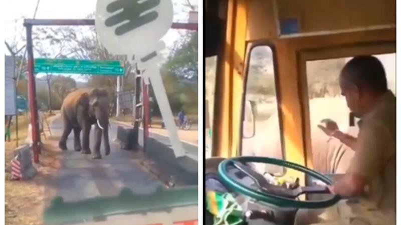 Bus Driver Greets Elephant As ‘Anna’ 