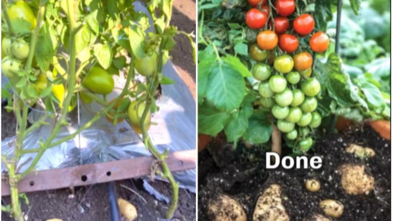 Man Grows Potato and Tomato Together With Unique Grafting Method