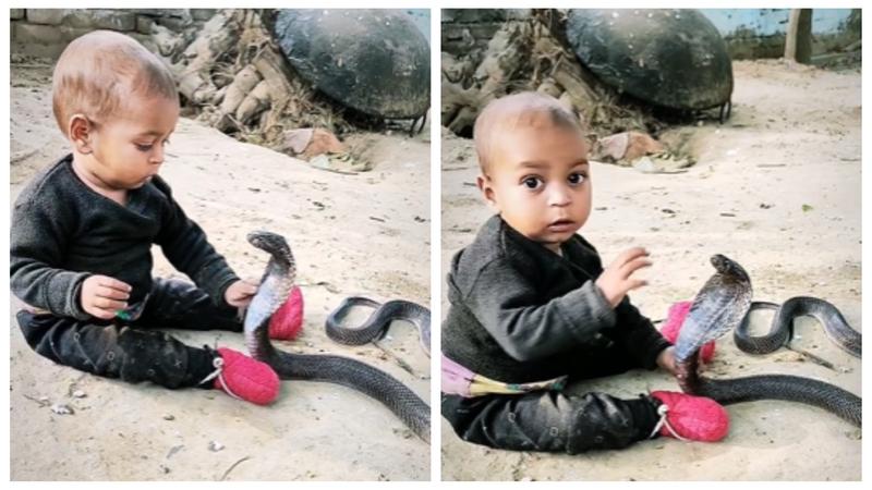 Toddler Seen Playing With A King Cobra