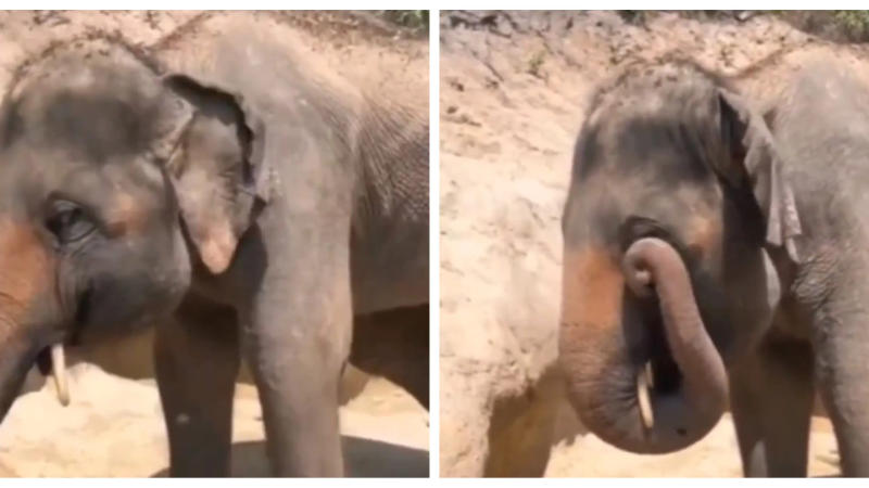 Video of baby elephant rubbing eye went viral on X