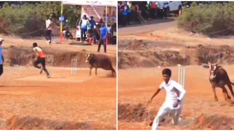 Cricket Match Stopped Because Of Bulls in India