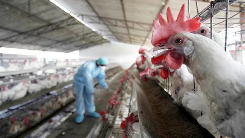 Texas person is diagnosed with bird flu after being in contact with cows
