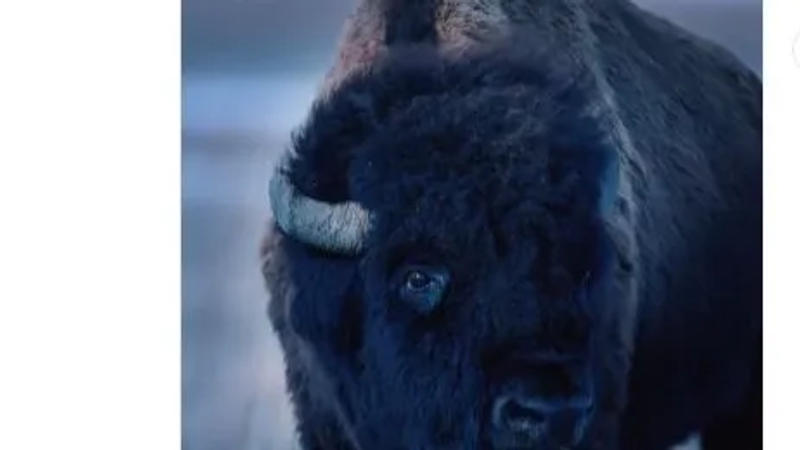 Amazing Video: Bison sheds a tear