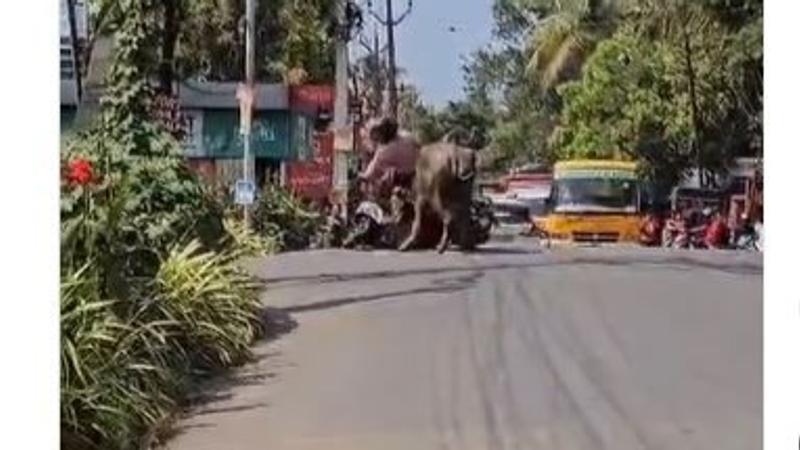 Viral Video Shows An Angry Bull Attacking A Scooter Driver