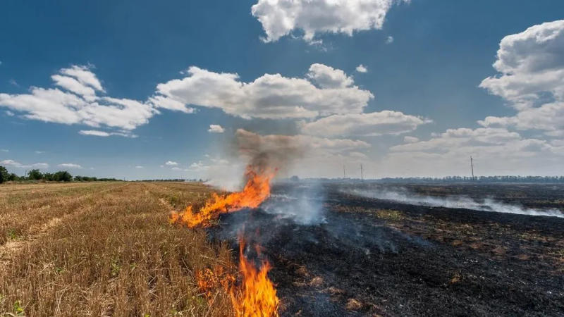 Punjab's Stubble Burning