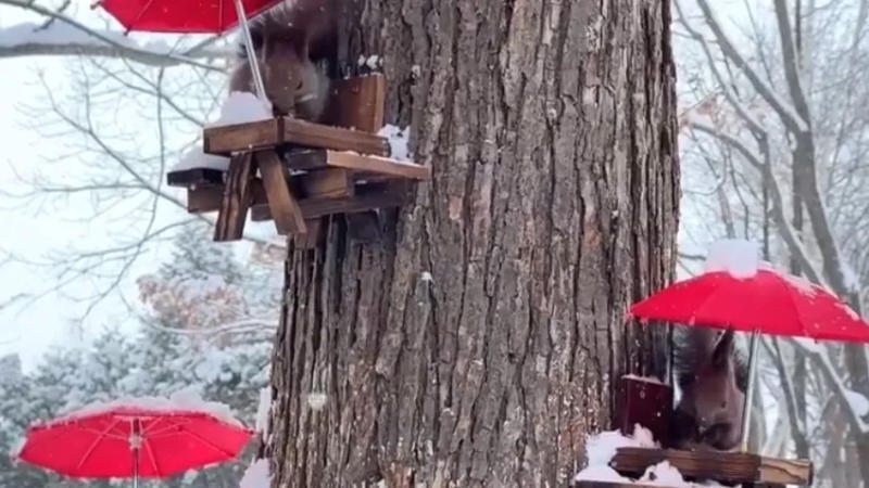 Man makes picnic table for squirrels, goes viral on social media