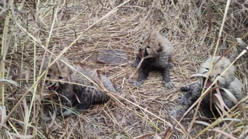 Project Cheetah: New born cubs at Kuno National Park, Madhya Pradesh