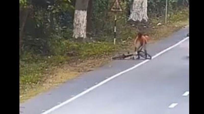 Viral: Leopard Attacking Cyclist On Highway