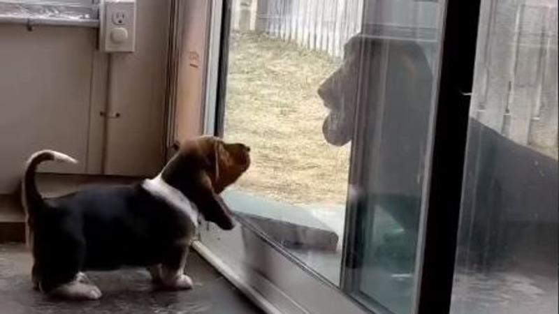 Viral Video Shows Mother Dog Patiently Teaching Her Puppy How To Use The Pet Door