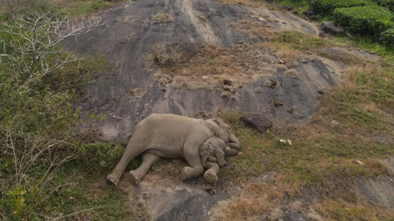  Cute moment of Baby Elephant