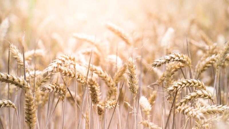 Government hikes wheat MSP