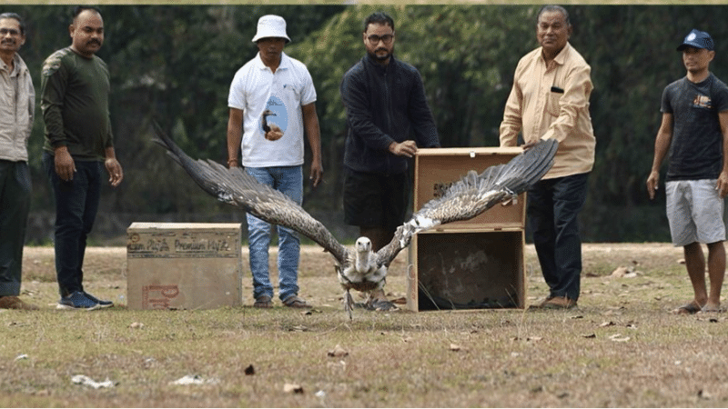 BNHS Released Two Himalayan Vultures into the Wild