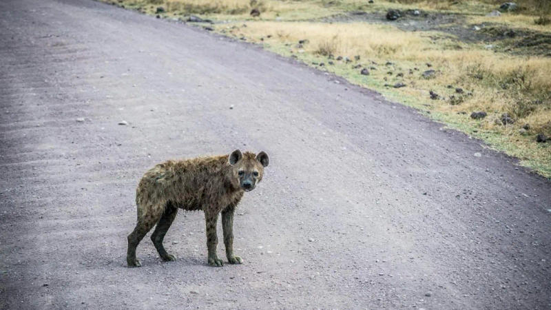 Viral: Hyena On Road near housing society