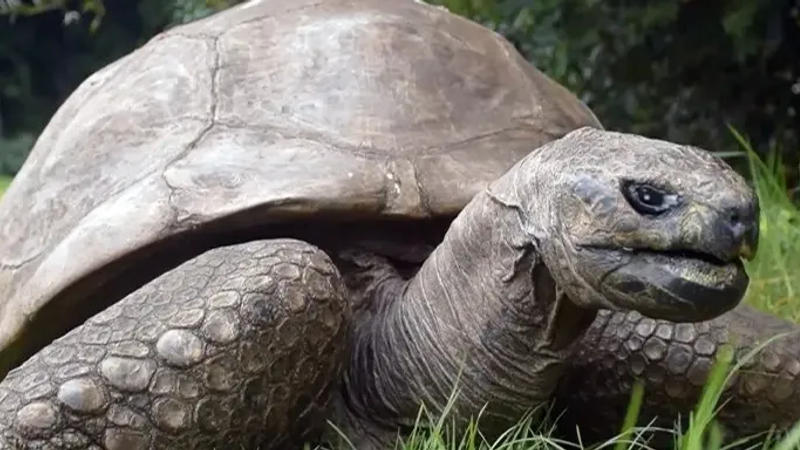 World's oldest living land animal celebrates his 191st birthday.