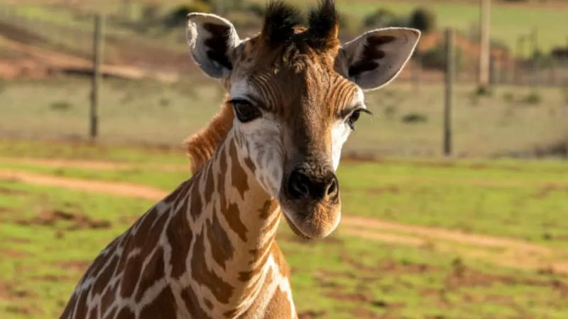Dallas Zoo euthanizes giraffe after a fall dislocates his jaw.