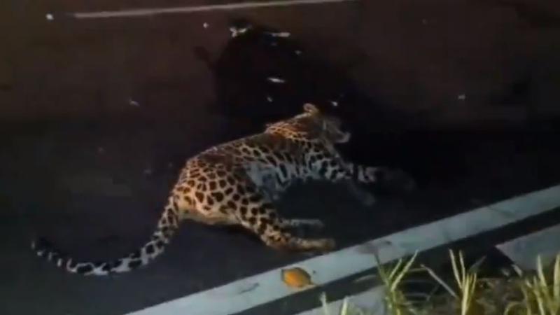 Andhra Pradesh: Leopard Suffers Serious Injuries After Being Hit By An Unknown Vehicle