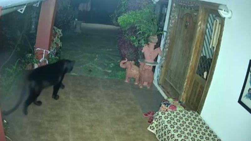 Black Panther Entering House Caught On Camera