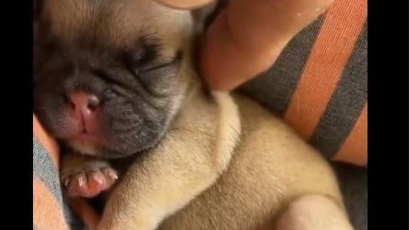 Video Of New Born Hand-Sized Puppy Goes Viral