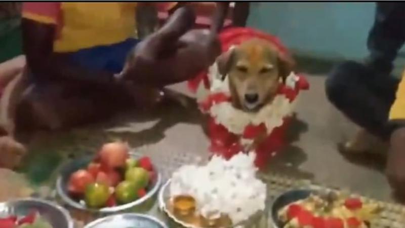 An Indian family celebrates baby shower for a dog